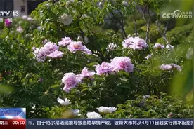 春暖花开 山东菏泽牡丹进入最佳观赏期视频封面