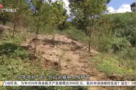 河源紫金：违法清山毁林种桉树数百亩被处罚