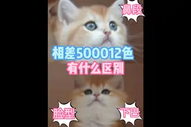 #金渐层 相差5000元的金渐层12色有什么区别 金渐层品相怎么看视频封面
