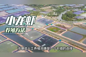 小龙虾养殖：成功的关键步骤和重要考虑因素视频封面