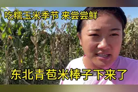 东北黏苞米棒子下来了，农民家家都在烀苞米，快来尝尝鲜，视频封面