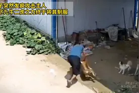 狗子突然发疯攻击主人，费尽九牛二虎之力终于将其制服视频封面