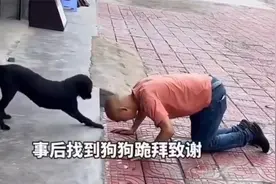 中华田园犬救下钓鱼落水男子，男子跪谢狗狗救命之恩视频封面