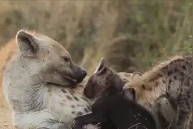 非洲人如何驯服鬣狗，不服直接打到服软，镜头拍下全过程