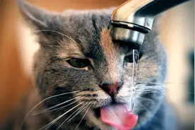 家里养了一只傻猫真是快乐的源泉，专治各种emo，太搞笑了视频封面