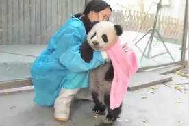 饲养员给洗完澡的熊猫擦身体，擦到一半，小家伙举动萌翻了！视频封面