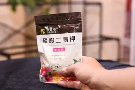 家里养花想要植物开花多？园艺师教你，用磷酸二氢钾，花大花繁视频封面