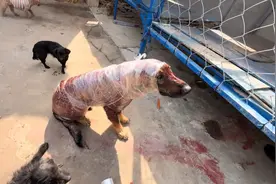 路口被狗追咬，我决定给自家狗染个霸王色，然后带它一起去报仇！视频封面