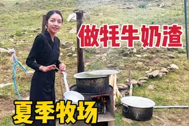 藏族姑娘挥鞭放牧，上百头牦牛在草原上产奶，做成奶渣可以吃一年视频封面