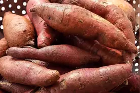 红薯几月份成熟？秋天什么时候收获红薯？这几点需要弄明白视频封面