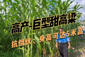 中科院研发新型巨型高粱，身高可达5米左右，可多次收割，产量高视频封面