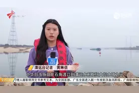中华白海豚现身清远北江！相关部门呼吁不要围观