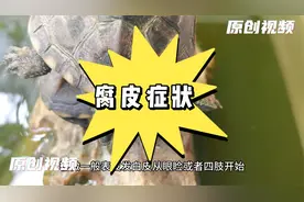 养龟小白必看，怎么判断乌龟是否得了腐皮腐甲。。视频封面