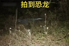 网友疑似拍到恐龙，难道灭绝几千万年的恐龙真的还有存活吗？视频封面