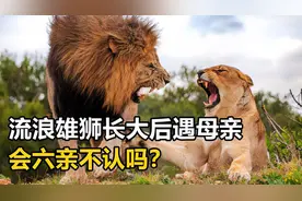 动物交配六亲不认，流浪雄狮长大后遇到母亲，会避免生殖隔离吗？视频封面