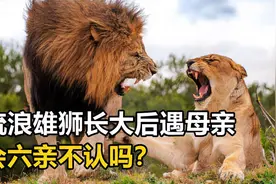 动物交配六亲不认，流浪雄狮长大后遇到母亲，会避免生殖隔离吗？视频封面