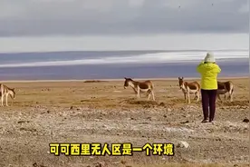 全身赤裸遭野兽啃食，徒步可可西里的女大学生，到底经历了什么？视频封面