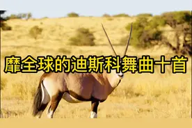 摩登时代经典，8090年代靡全球的迪斯科舞曲十首，快来一起收藏吧视频封面
