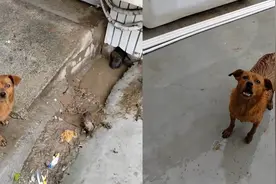 小狗出生后被水淹，狗妈妈大雨天向人类求助领路视频封面