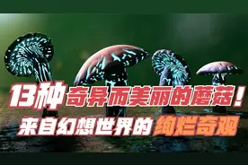 13种奇异而美丽的蘑菇，你都见过么？其中一种你肯定知道！视频封面