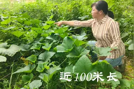 大娘将南瓜苗随手种河边，2个月后长了近100米，感觉越种越不对劲视频封面