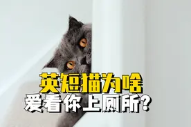英短猫爱看你上厕所，是重口味吗？