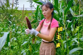 五彩斑斓的玉米，五个品种全串粉了，试下口感，再考虑是否出摊！视频封面