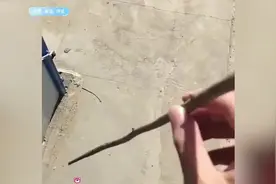 盘点倒霉的动物们，小孩玩狗子的蛋蛋，给狗子整无语了视频封面