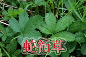 蛇受伤而得名“蛇衔草”，植物别称“活血草”，遇见能帮助不少人视频封面