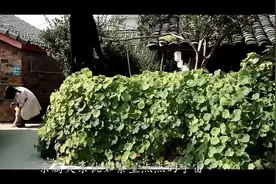 在一个人的亲属关系上，其实，伯伯，叔叔这边的关系非常重要！