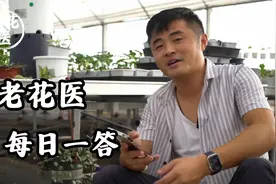 栀子花卷叶子怎么回事？桂花如何去养护？视频封面