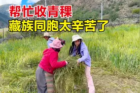 自驾318川藏线偶遇藏族同胞收割青稞，忍不住帮一把，太辛苦了！视频封面