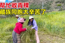 自驾318川藏线偶遇藏族同胞收割青稞，忍不住帮一把，太辛苦了！视频封面