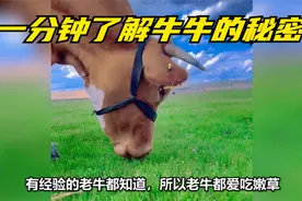 毛肚，牛肚，金钱肚，千层肚，你都知道是牛牛的什么部位吗视频封面