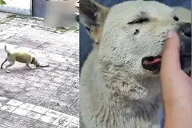 监控实拍！江西一眼镜蛇进居民院子：狗狗护主与其搏斗被咬伤视频封面