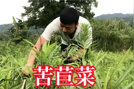 野菜之王苦苣菜，老人称为长寿菜，最适合夏天吃，做法简单又好吃视频封面