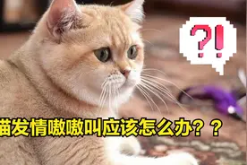 公猫发情嗷嗷叫应该怎么办！！！！视频封面