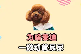 泰迪一激动就尿尿，是怎么回事？视频封面