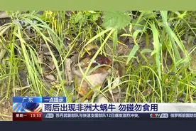 广东：雨后出现非洲大蜗牛 勿碰勿食用视频封面
