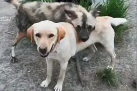 狗狗的生活趣事视频封面