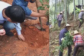 林下种“良药”！三明尤溪大力发展林下种植经济，提升亩产助增收视频封面