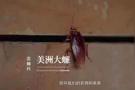 这种让人恨得牙痒痒的昆虫，竟然是药！可抗肿瘤，提高免疫功能等