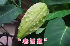 “ 萝藦 ” 全身都是宝，还有草药之王的美誉，用法值得了解收藏