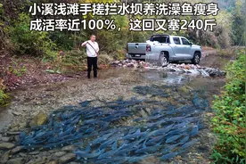 溪流浅滩手搓拦水坝养洗澡鱼，成活率近百分百，又加240斤散养视频封面