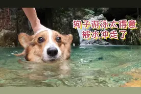 显眼包的报应来了，狗子被水冲走了视频封面