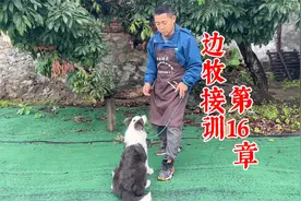 狗狗四脚站立是怎么训练的？一个视频教会你，训犬师分享经验视频封面