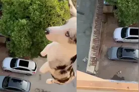 男子将小狗从高楼抛下摔死并炫耀，警方通报：已采取刑事强制措施视频封面