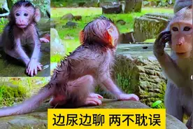 出生12天的小猴宝，一边撒尿一边和妈妈聊天，两不耽误视频封面