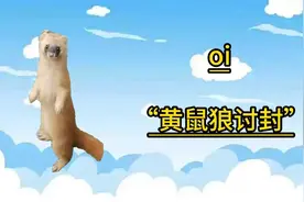 盘点近期网络热梗：oi，黄鼠狼讨封