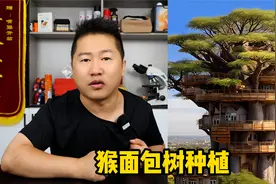非洲有种很神奇的猴面包树，能吃能喝还能住！买点种子干个大买卖视频封面